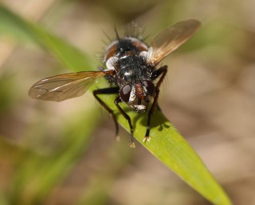 Réf. 199 437 : Tachina magnicornis